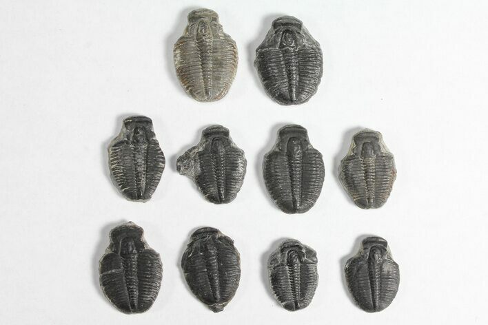 Lot: / Elrathia Trilobite Molt Fossils - Pieces #92051